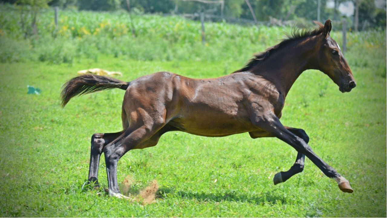 The Kalwar Stud