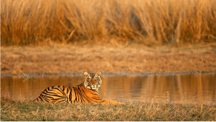 Sariska Wildlife Sanctuary