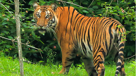 Bandipur National Park