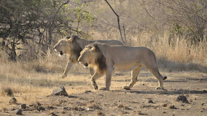 Gir National Park