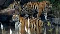 Pench National Park 