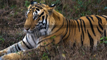 Bengal Safari