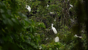Kumarakom Bird Sanctuary