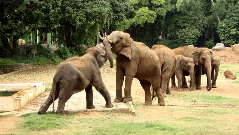 Sri Chamarajendra Zoological Gardens (Mysuru Zoo)