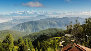 Chauli Ki Jali