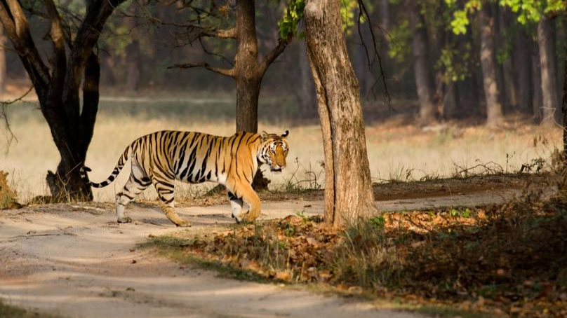 Kanha Tiger Reserve