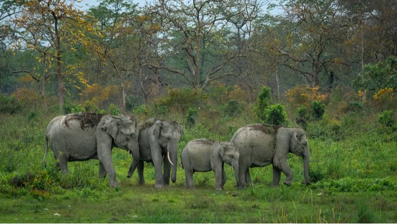 Manas National Park