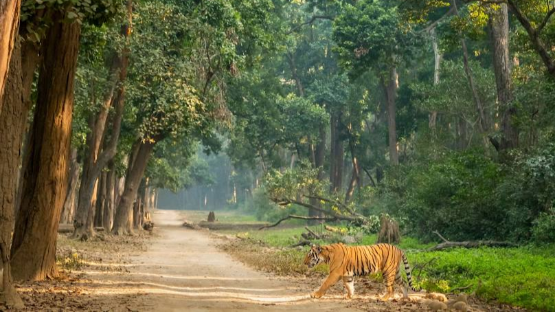 Jim Corbett National Park