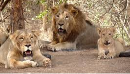 Gir National Park