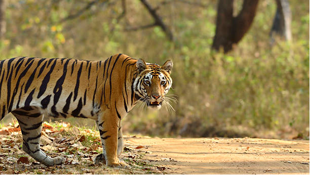 Kanha Tiger Reserve