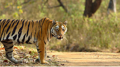 Kanha Tiger Reserve