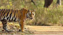Kanha Tiger Reserve
