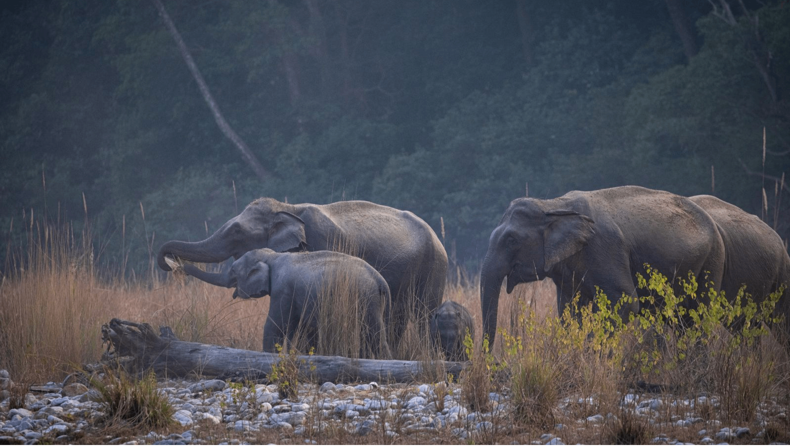 Walking Safaris
