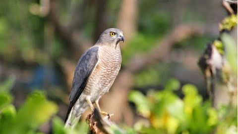 Bird Watching