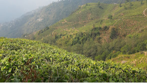 Happy Valley Tea Estate