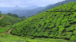 Tea Gardens