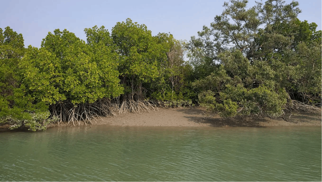 Sundarbans National Park