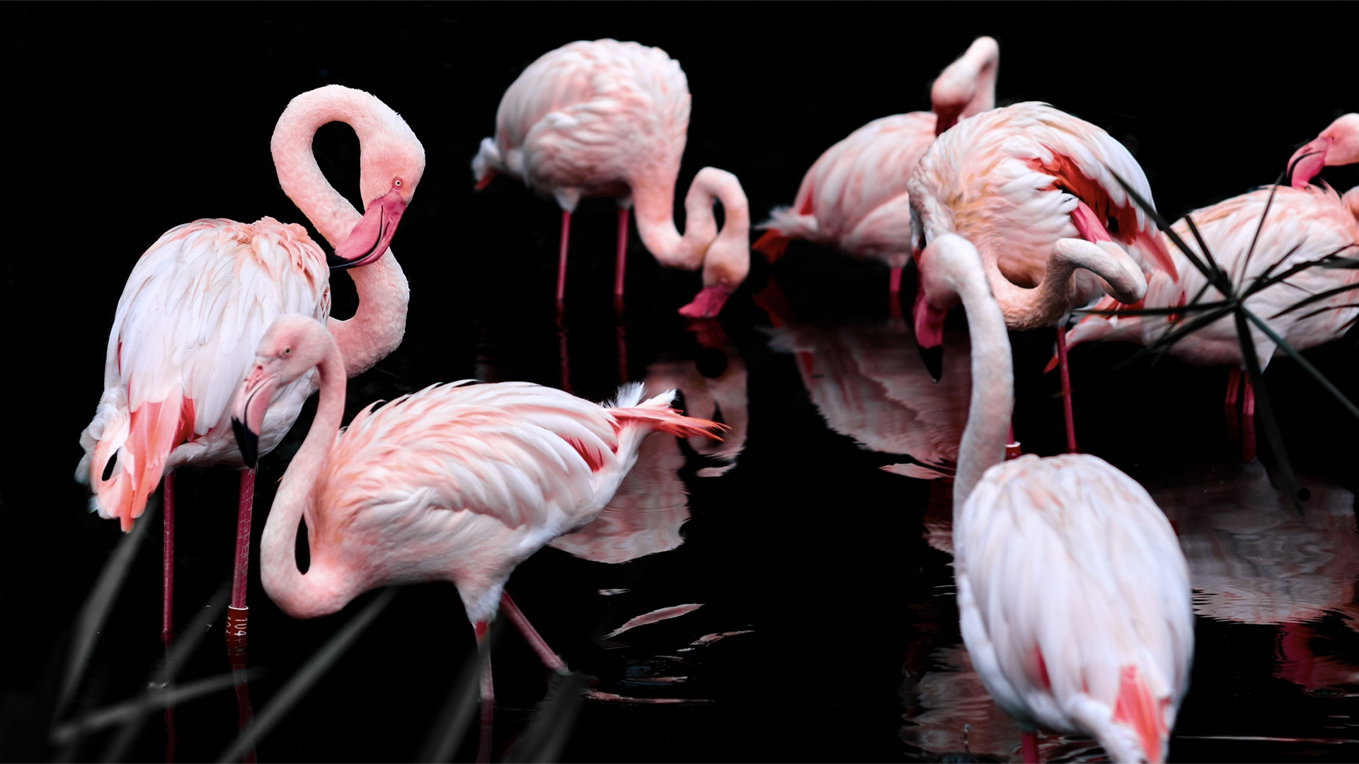 Sultanpur Bird Santuary 