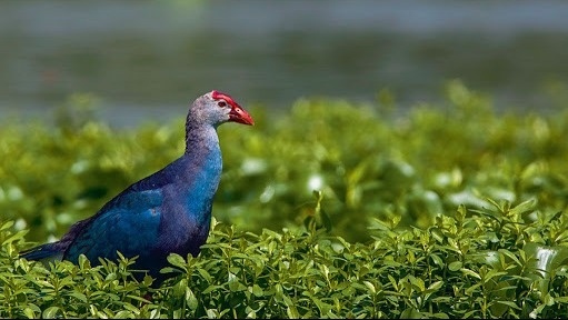 Surajpur Bird Sanctuary