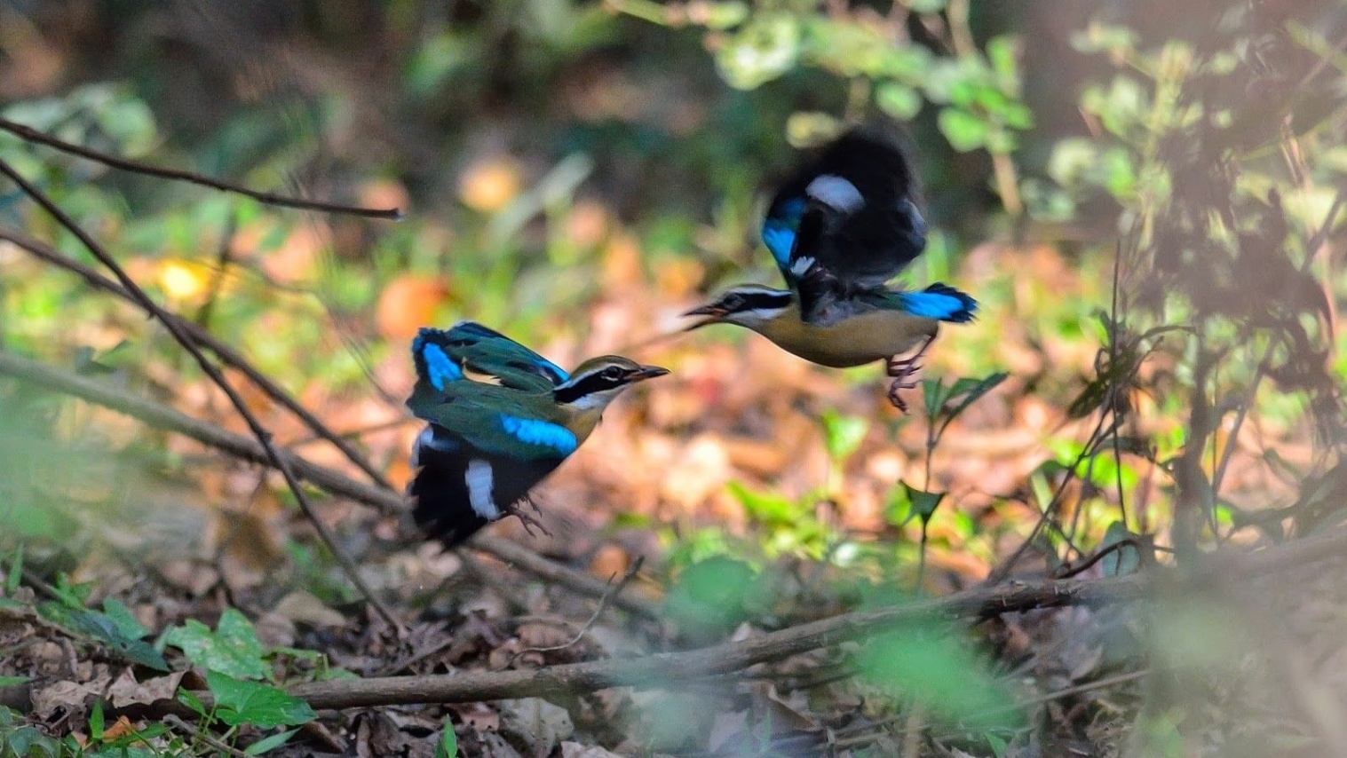 Dr. Salim Ali Bird Sanctuary