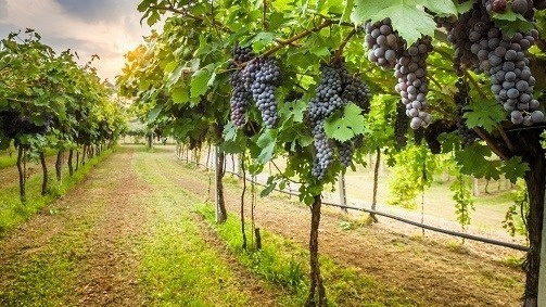 Vineyard Experience