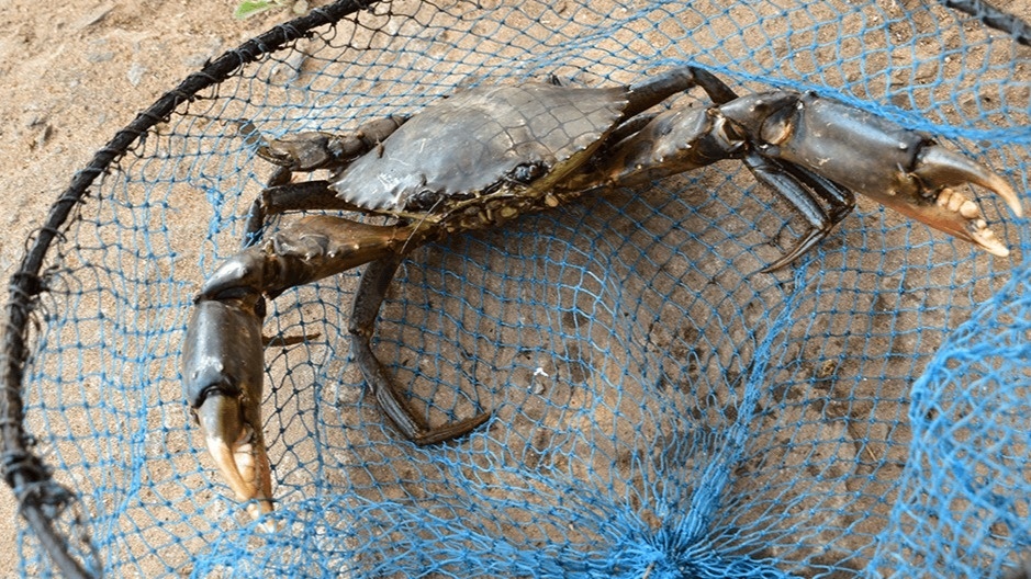 Catch the Crab