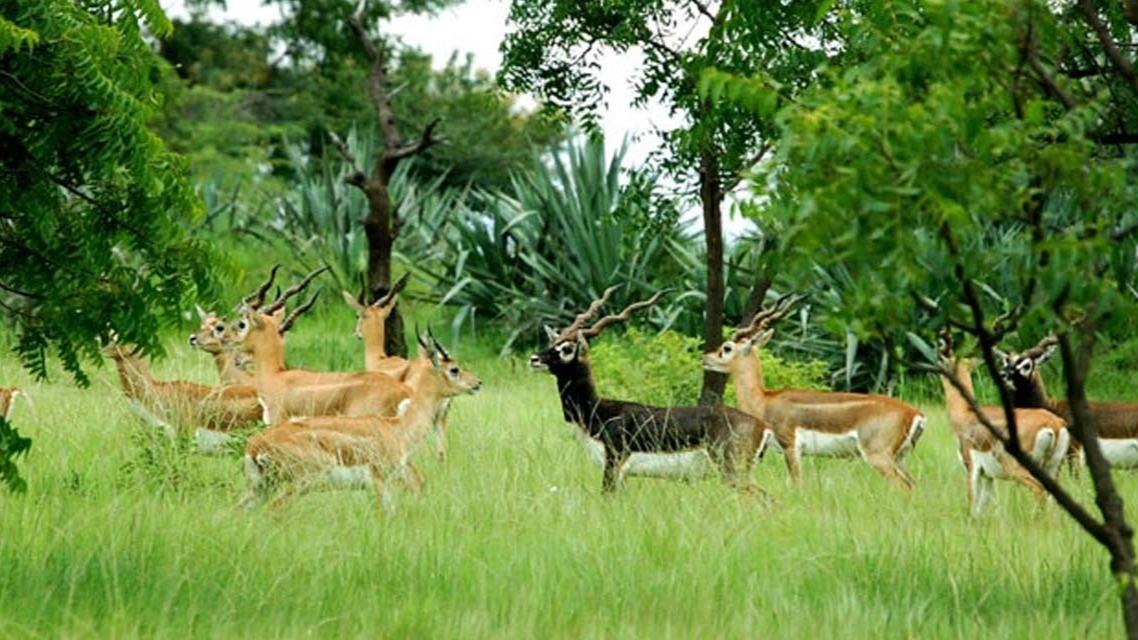 Machiya Safari Park Jodhpur