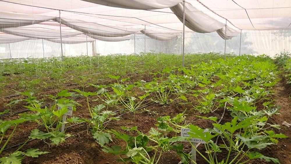 Organic Farm