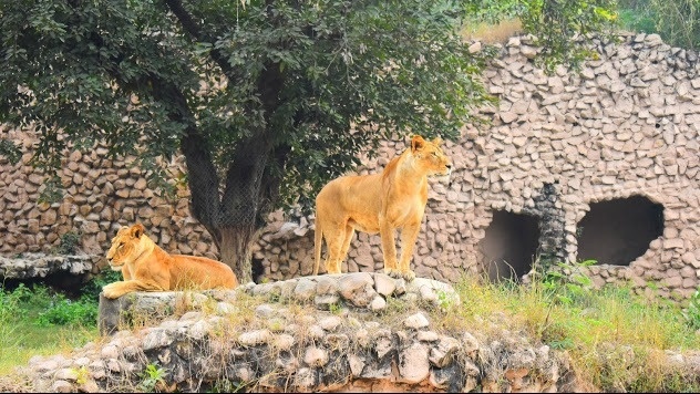 Nawab Wajid Ali Shah Zoological Garden