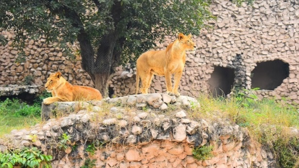 Nawab Wajid Ali Shah Zoological Garden