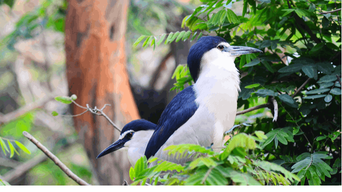 Guindy National Park