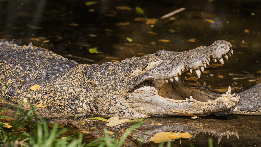The Madras Crocodile Home