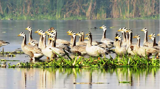 The Okhla Bird Sanctuary