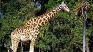 Mysuru Zoo