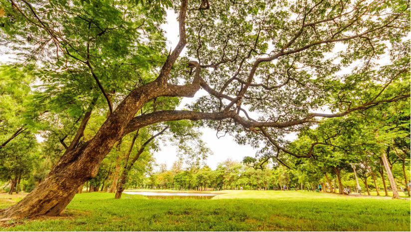 Aravali Biodiversity Park