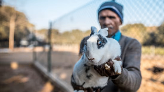 Farm Animals