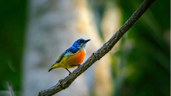 Bird Watching