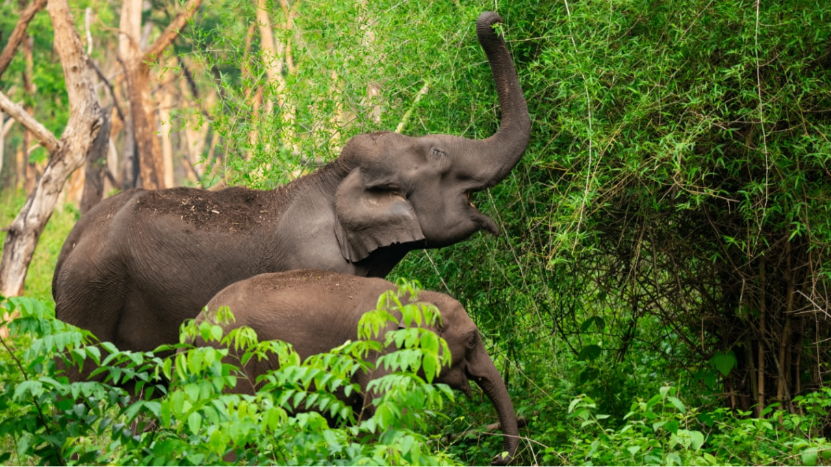 Chandaka Forest