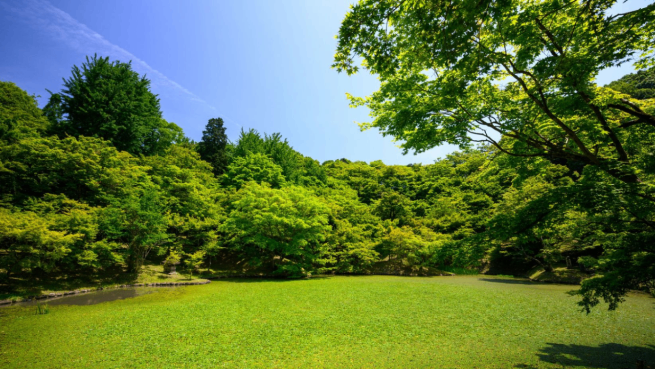 Lawn