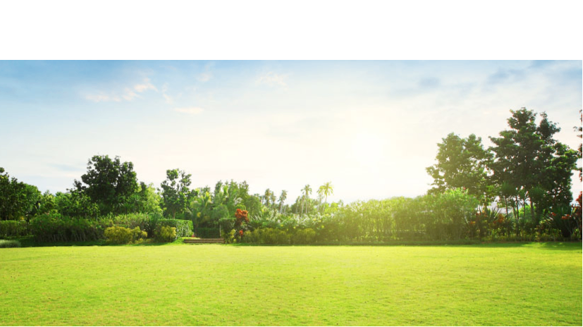 Meadows Lawn