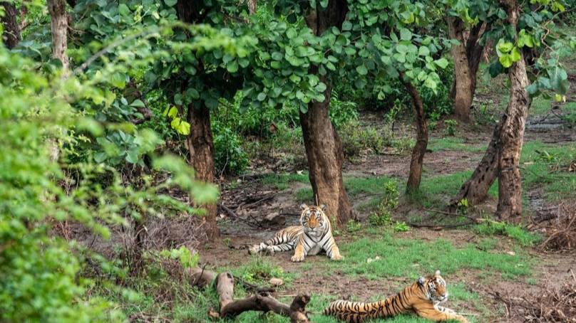 Sariska Tiger Reserve