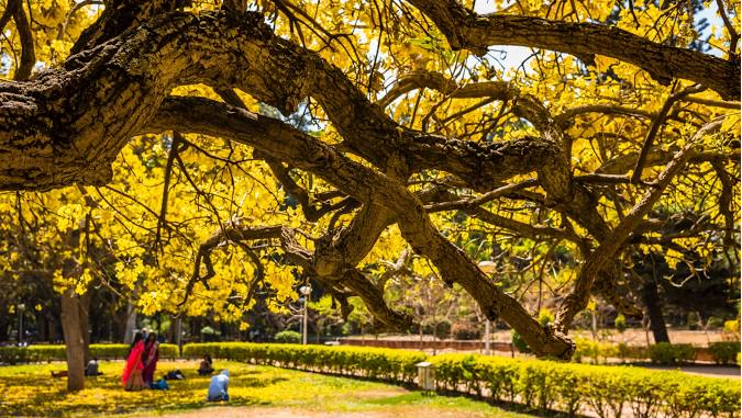 Shri Chāmarajendra (Cubbon) Park