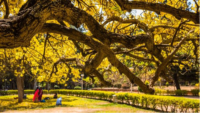 Shri Chāmarajendra (Cubbon) Park