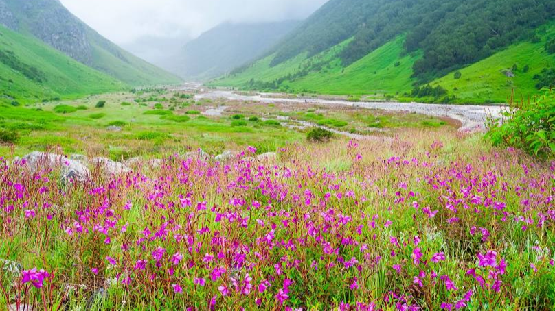 Valley of Flowers National Park