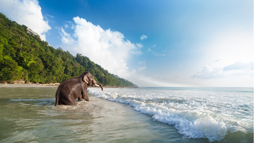 Elephant Beach