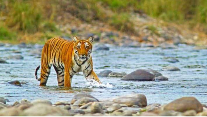 Jim Corbett National Park