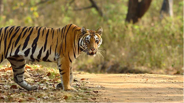 Kanha Tiger Reserve