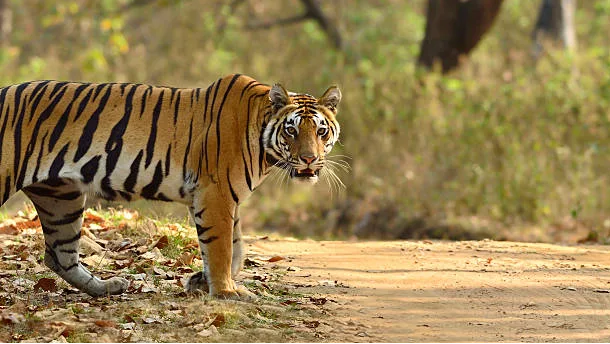 Kanha Tiger Reserve