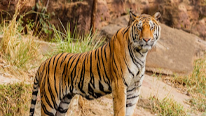 Jim Corbett National Park