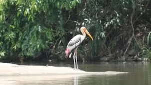 Ranganthittu Bird Sanctuary